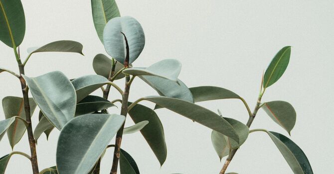 The Stress-Thyroid Trap: Why High-Achieving Women Feel Exhausted